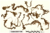 藏品(外山羽苔)的圖片